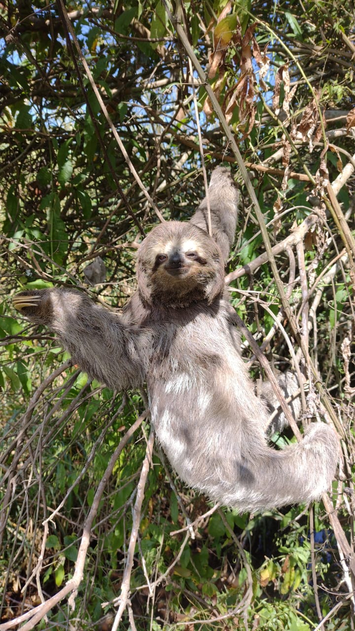 Bicho Pregui A Resgatado Na Rodovia Sp Em Itatiba Cbn Campinas