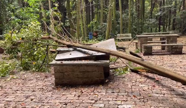 Rvore Cai E Acerta Rea De Lazer No Bosque Dos Jequitib S Cbn