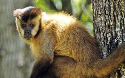 Macaco Prego  Portal Animal Campinas