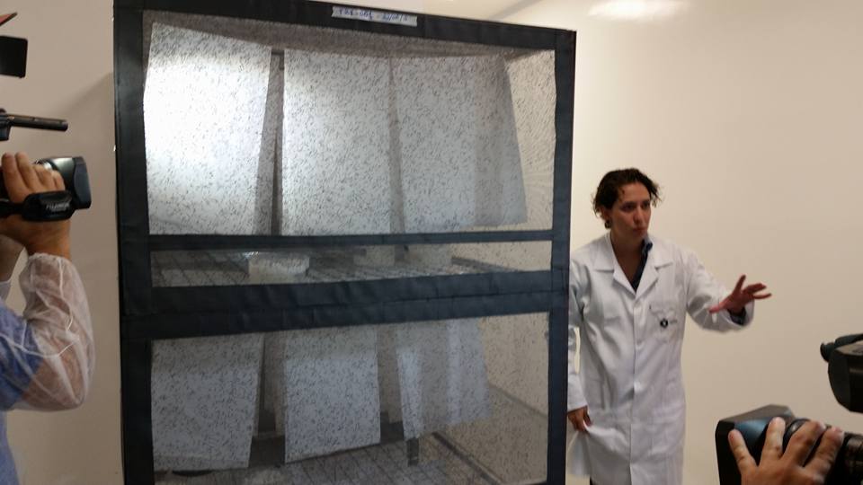 Piracicaba inaugura fábrica de mosquitos transgênicos em grande escala