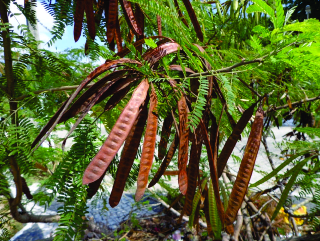 Prefeitura começa a retirar árvores invasoras de área de preservação