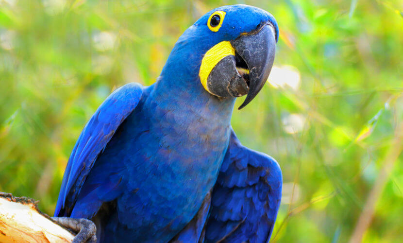 Arara Azul Grande nasceu em zoológico de Curitiba CBN