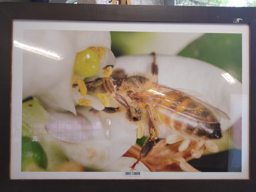 Governo do Estado  cria resolução para proteger as abelhas