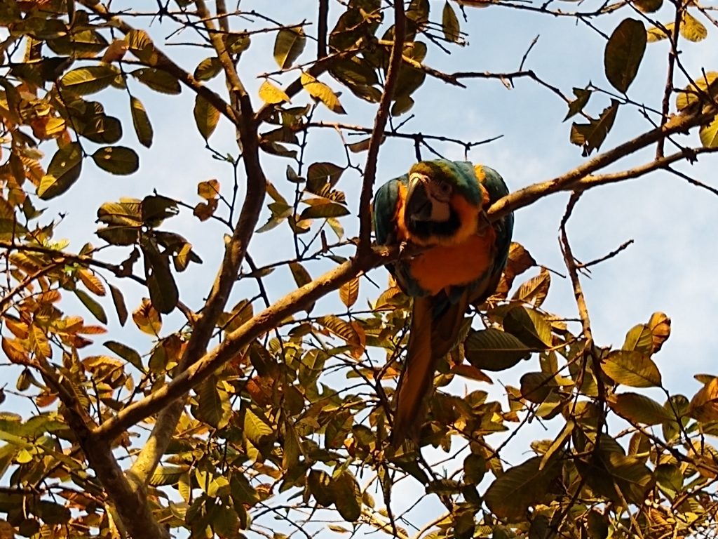 Prefeitura de Campinas negocia área para a construção do Centro de Recuperação de Animais Silvestres