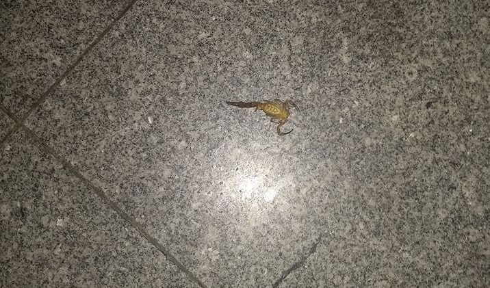 Escorpião na rodoviária assusta passageiros