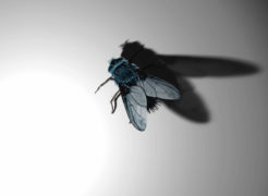 Foto: Regina Silveira