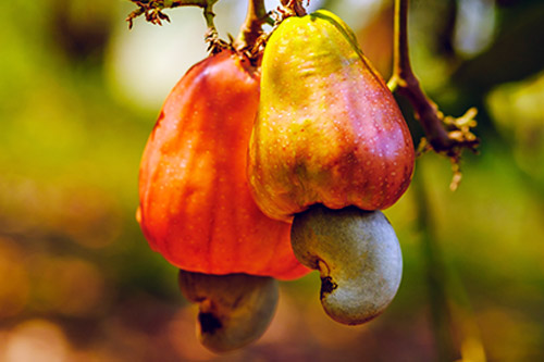 A Boa Notícia: caju é usado contra esclerose