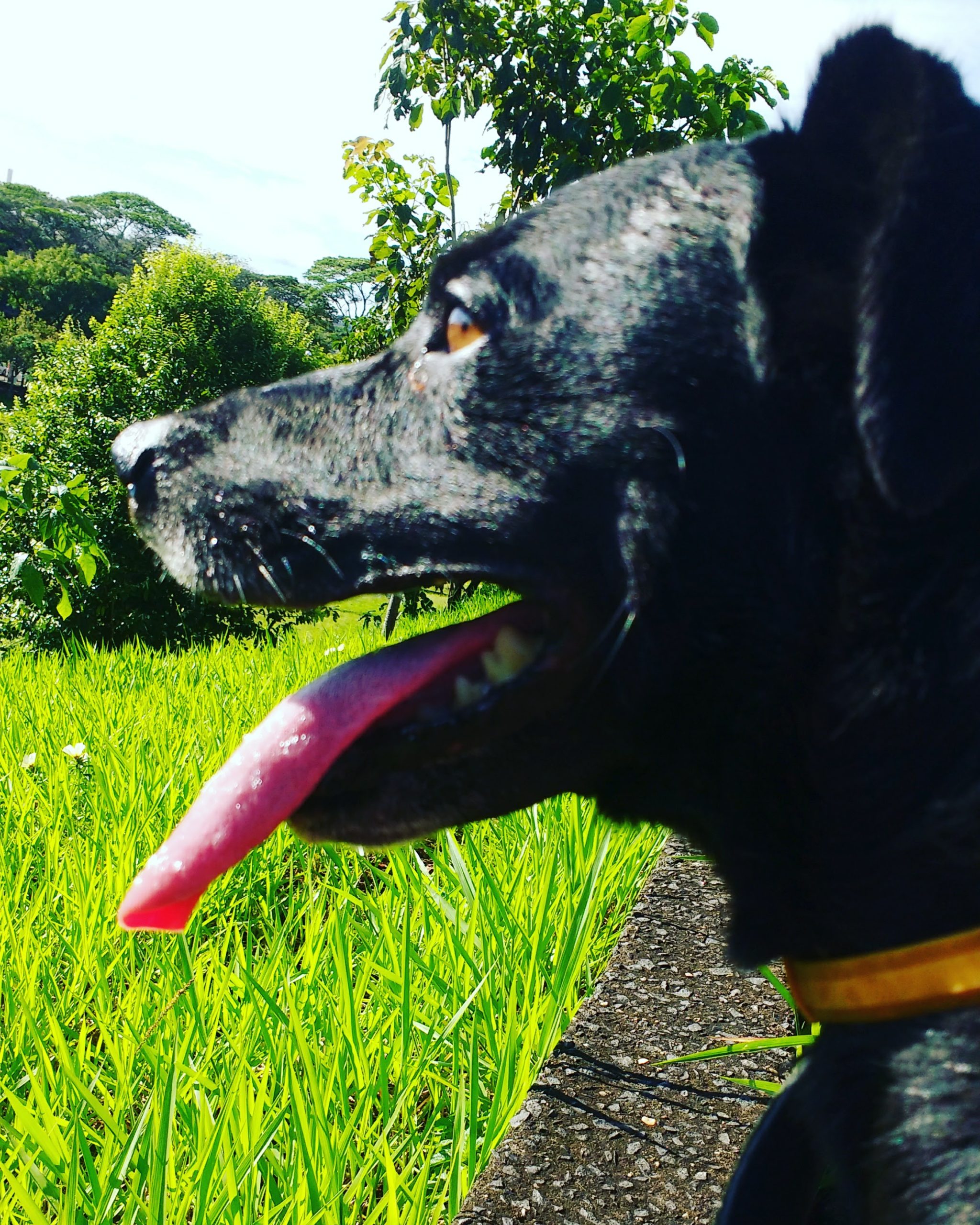 Lagoa do Taquaral ganha área especifica para cães
