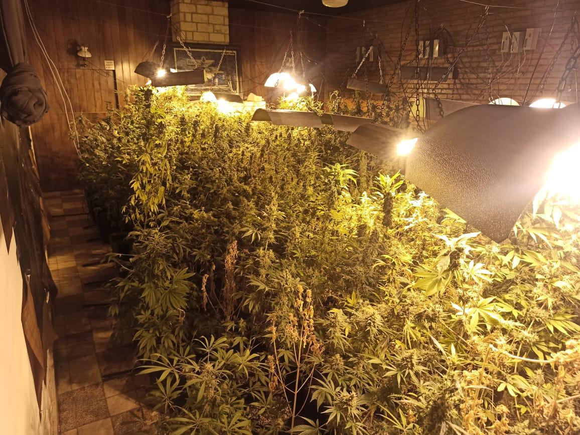 PF prende homem em flagrante e encontra produção de haxixe em Bragança