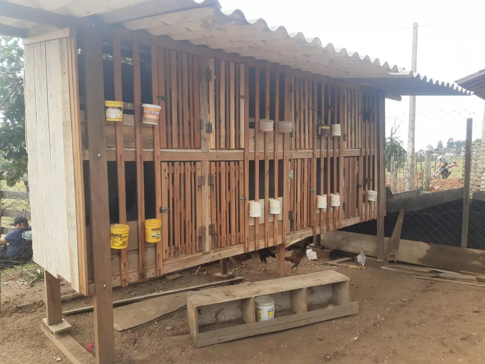 Rinha de galos dá multa de R$ 1,6 milhão em São Pedro