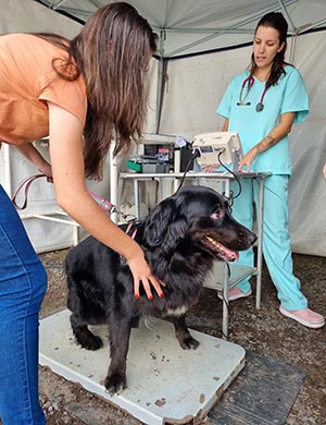 Castrações de animais crescem 17% com mutirões da prefeitura de Jaguariúna