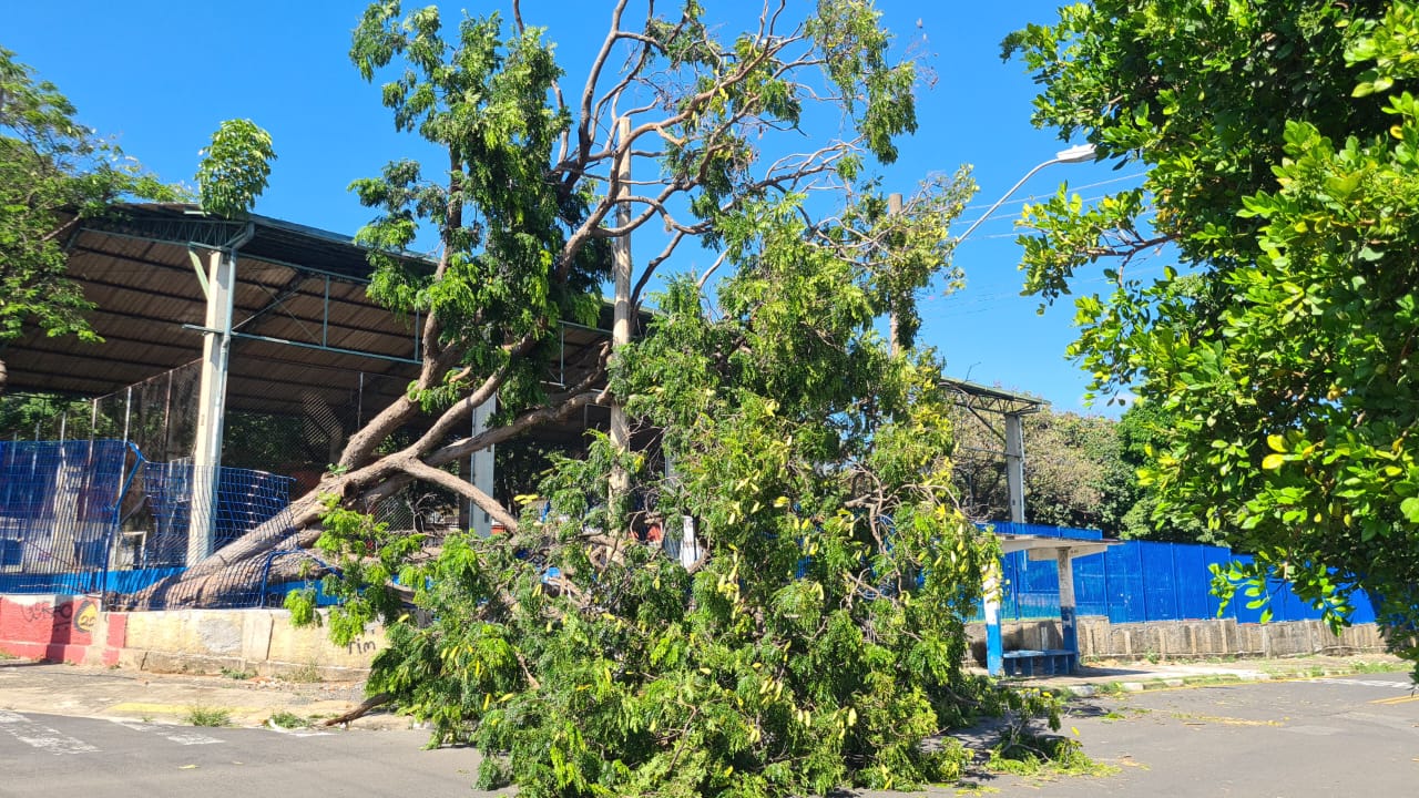 Árvores caem em escolas de Campinas após temporal