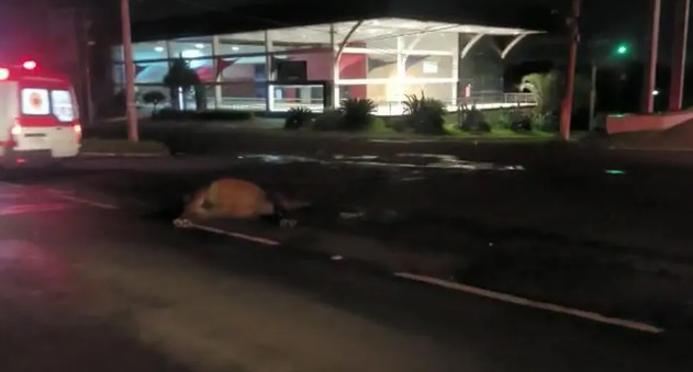 Dois cavalos morrem e três pessoas ficam feridas após acidente, em Sumaré