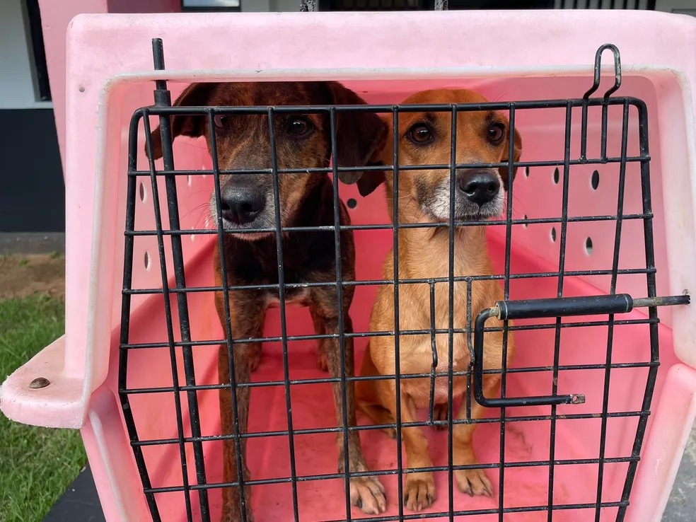 Mulher é presa em Campinas por suspeita de maus-tratos a animais