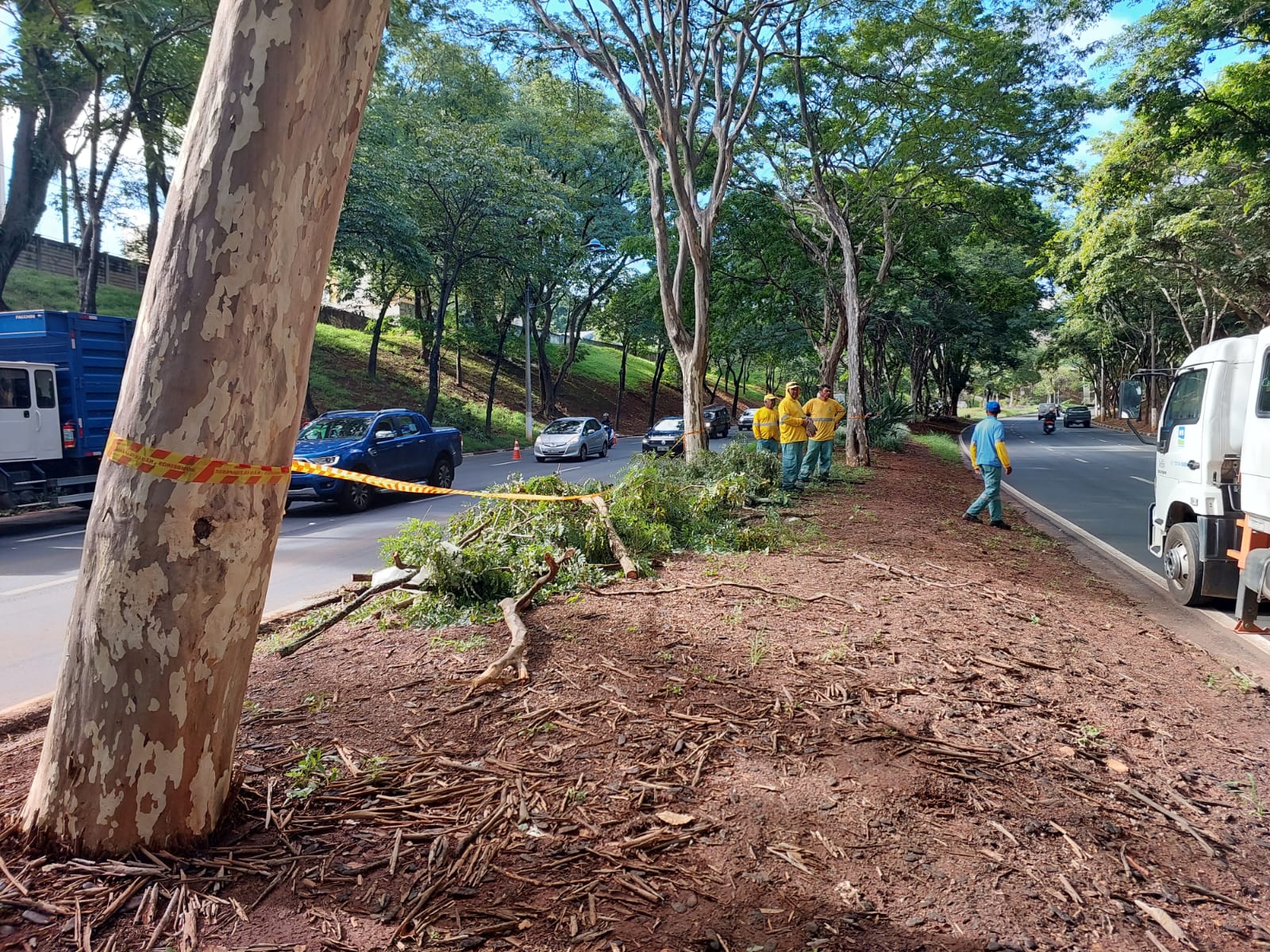 Árvores com risco de queda travam a Av. Waldemar Paschoal