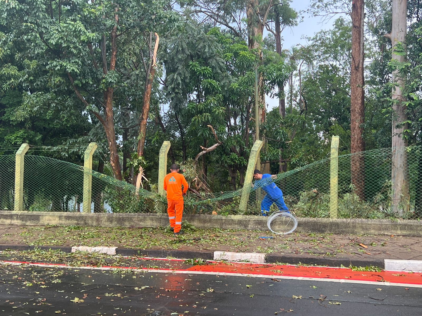 Poda de eucalipto acaba assustando motoristas no Taquaral