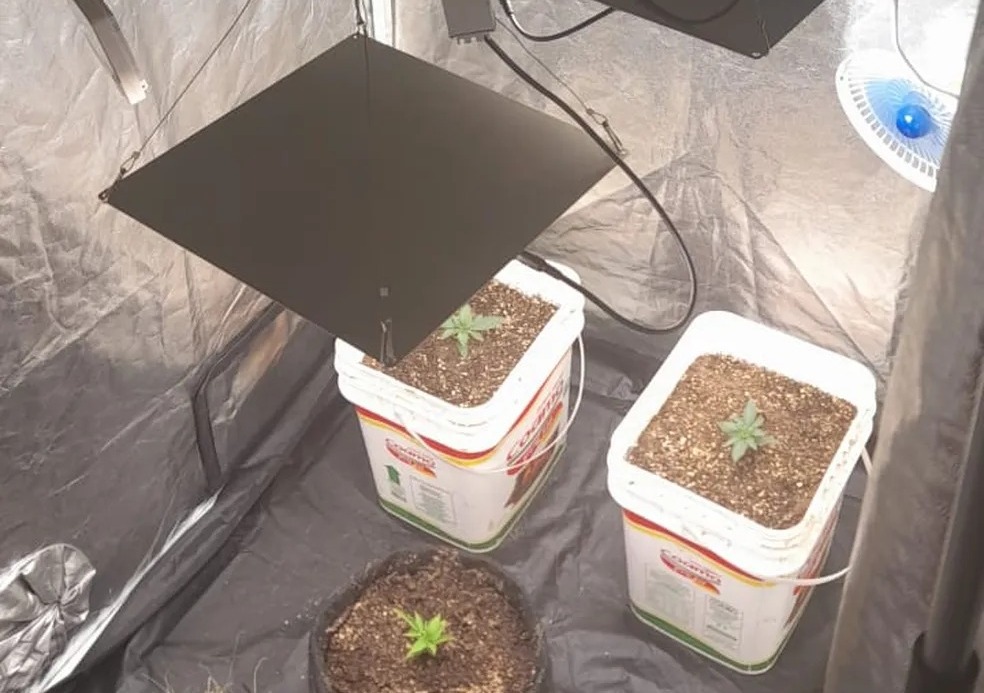 GM de Paulínia prende homem com 100 pés de maconha em casa