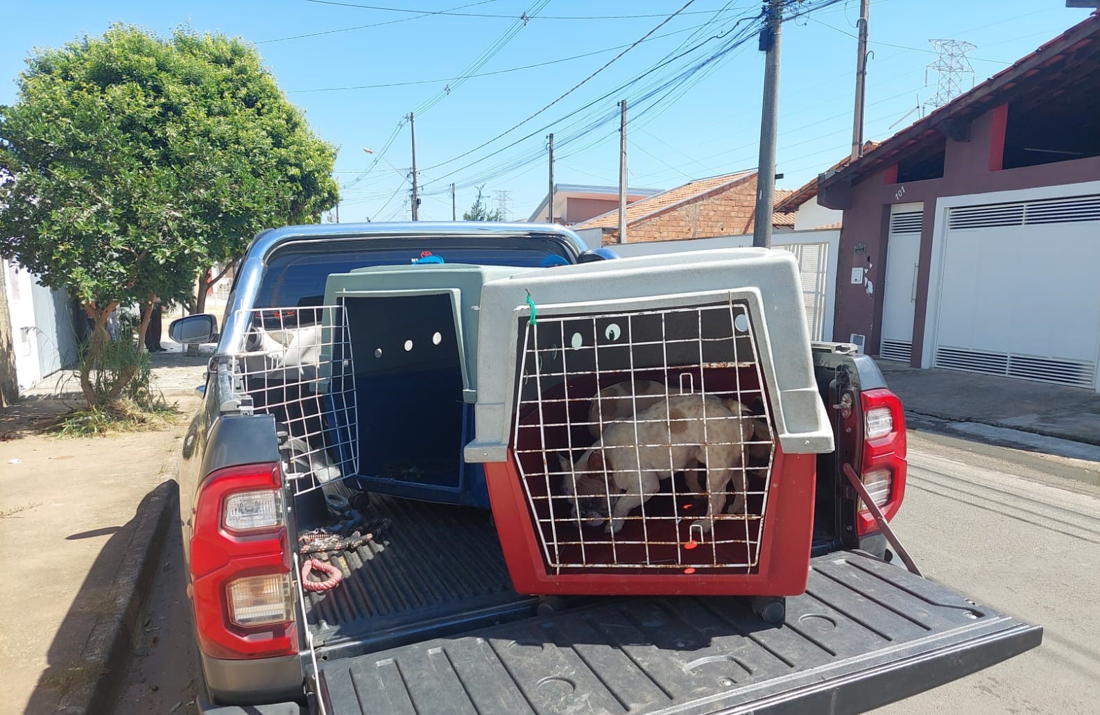 PM Ambiental prende homem e resgata 22 cachorros e situação de maus-tratos