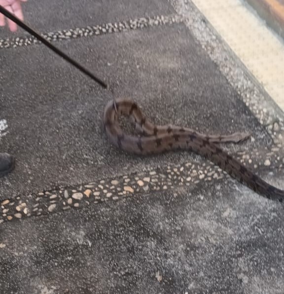 Jiboia é encontrada e resgatada por biólogo no Campus I da Puc Campinas