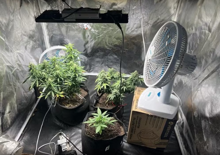 Estufa de maconha é localizada na casa de homem de 24 anos em Americana