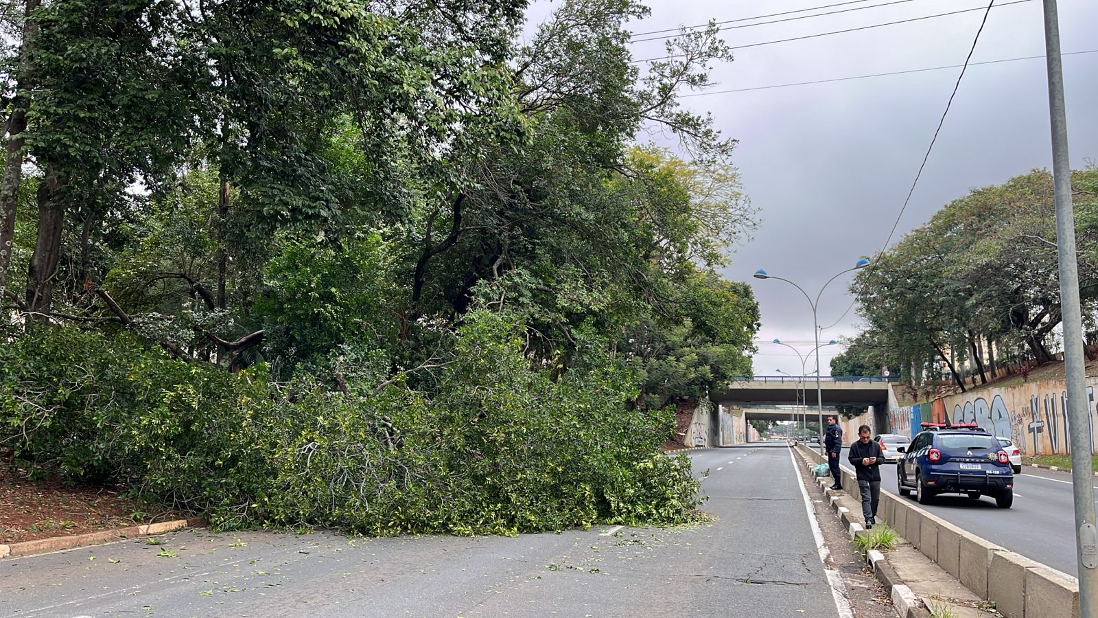 Via Waldemar Paschoal tem bloqueio total após queda de árvore