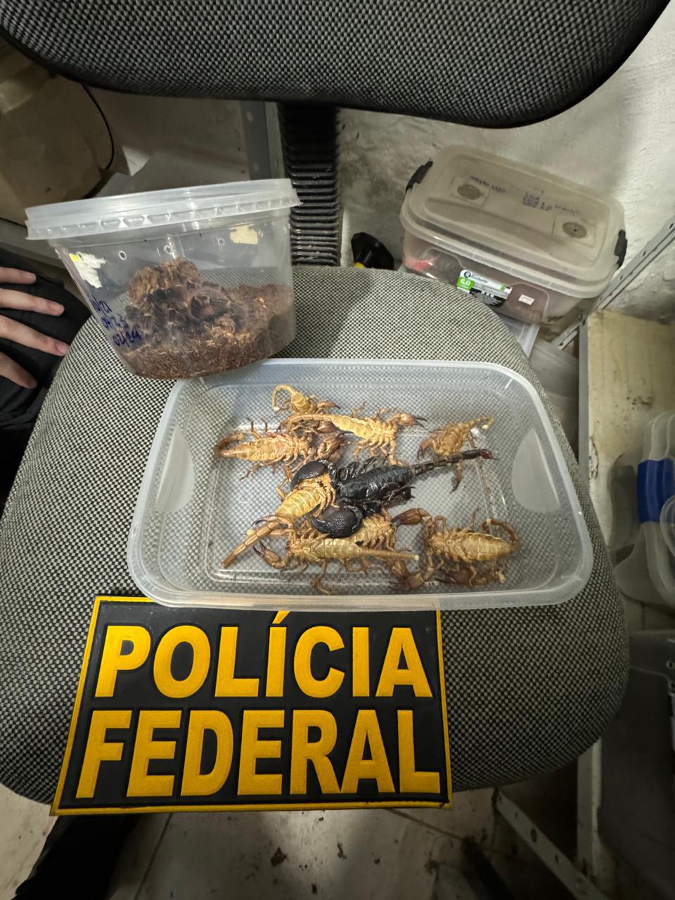 Polícia Federal apreende em Campinas aranhas que seriam comercializadas ilegalmente