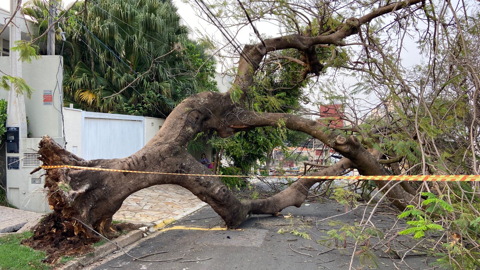 Mais uma árvore cai em Campinas; desta vez não houve feridos 