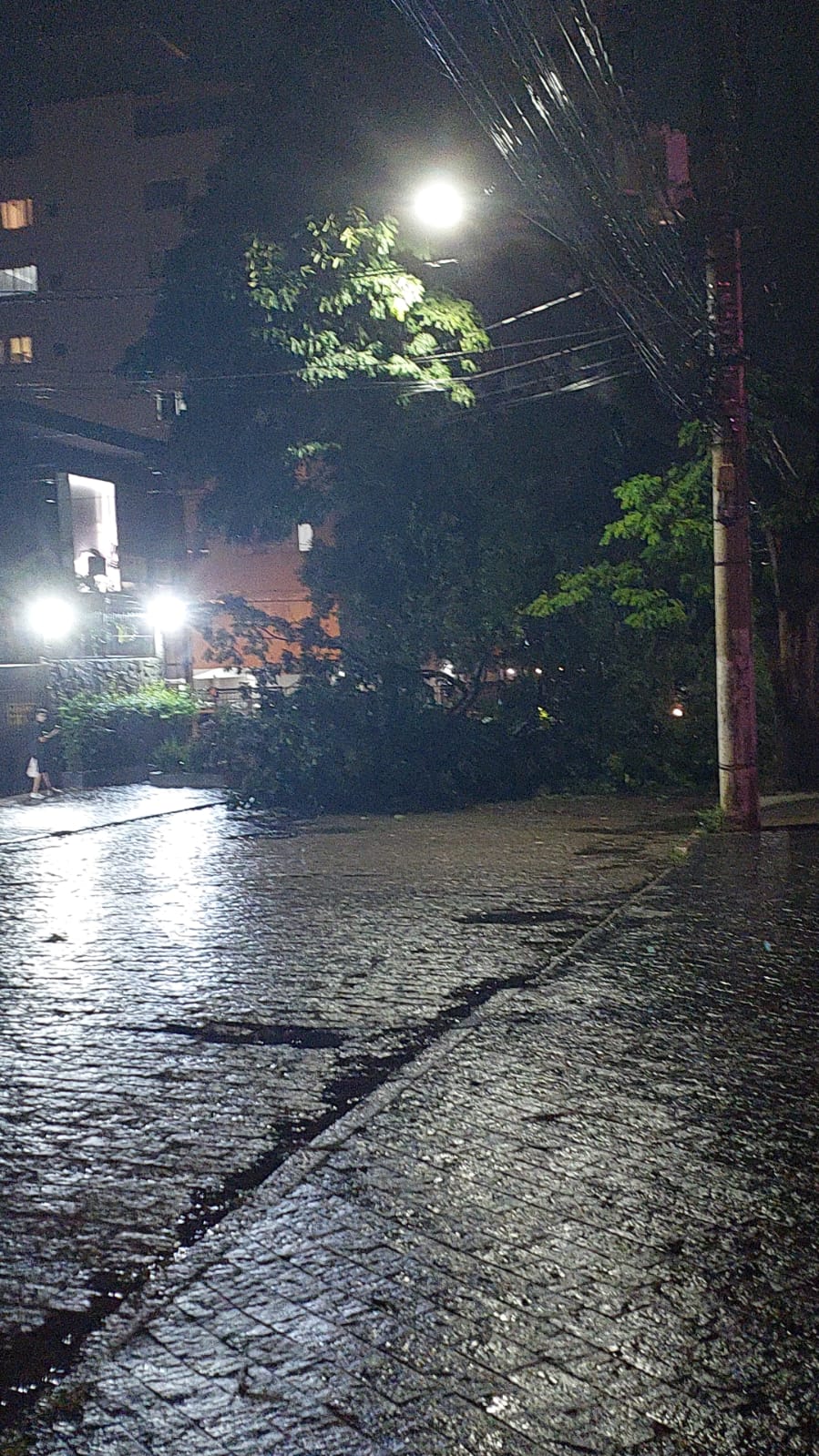 Chuva da noite e madrugada derrubam mais árvores em Campinas