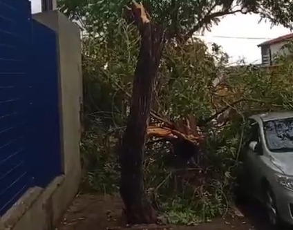 Chuva provoca quedas de árvores, alagamentos e destelhamento em Campinas 