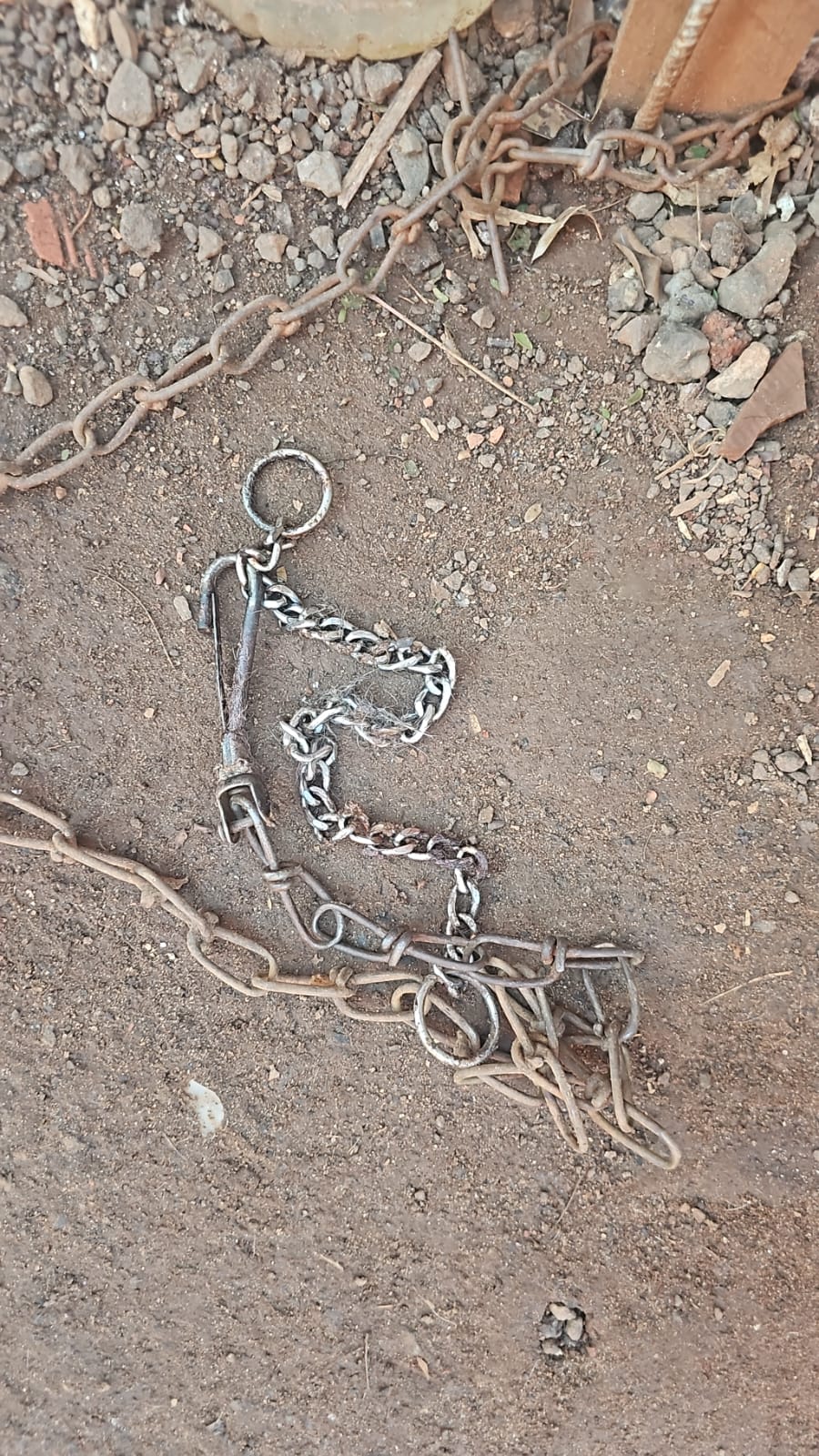 Cão vítima de maus-tratos é resgatado no bairro Santa Rita em Cordeirópolis