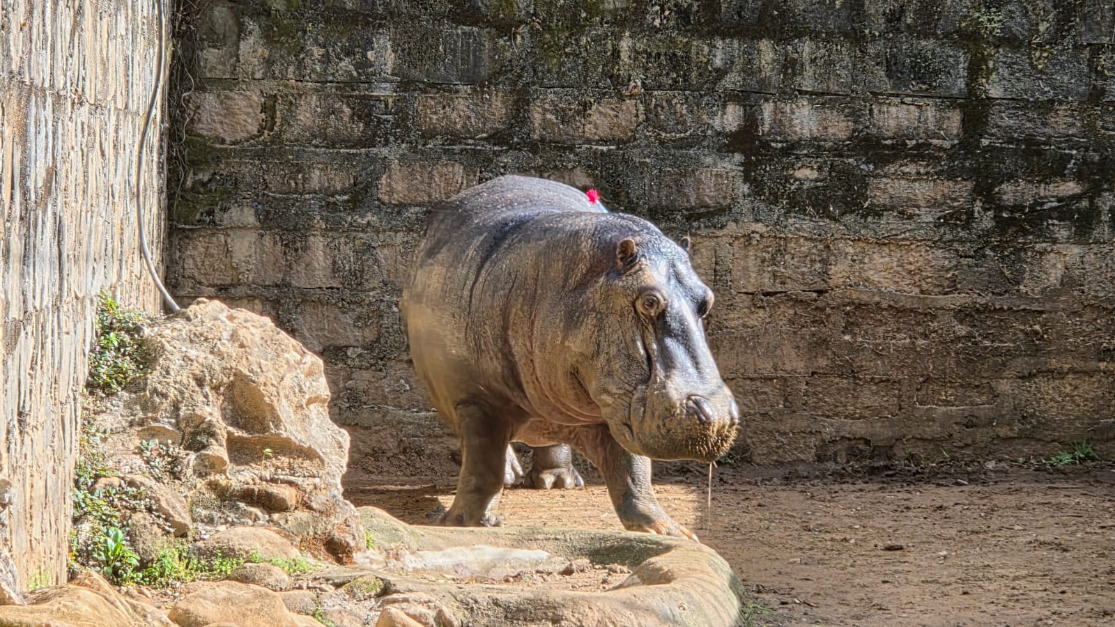Hipopótamo do Bosque dos Jequitibás passa por tratamento odontológico