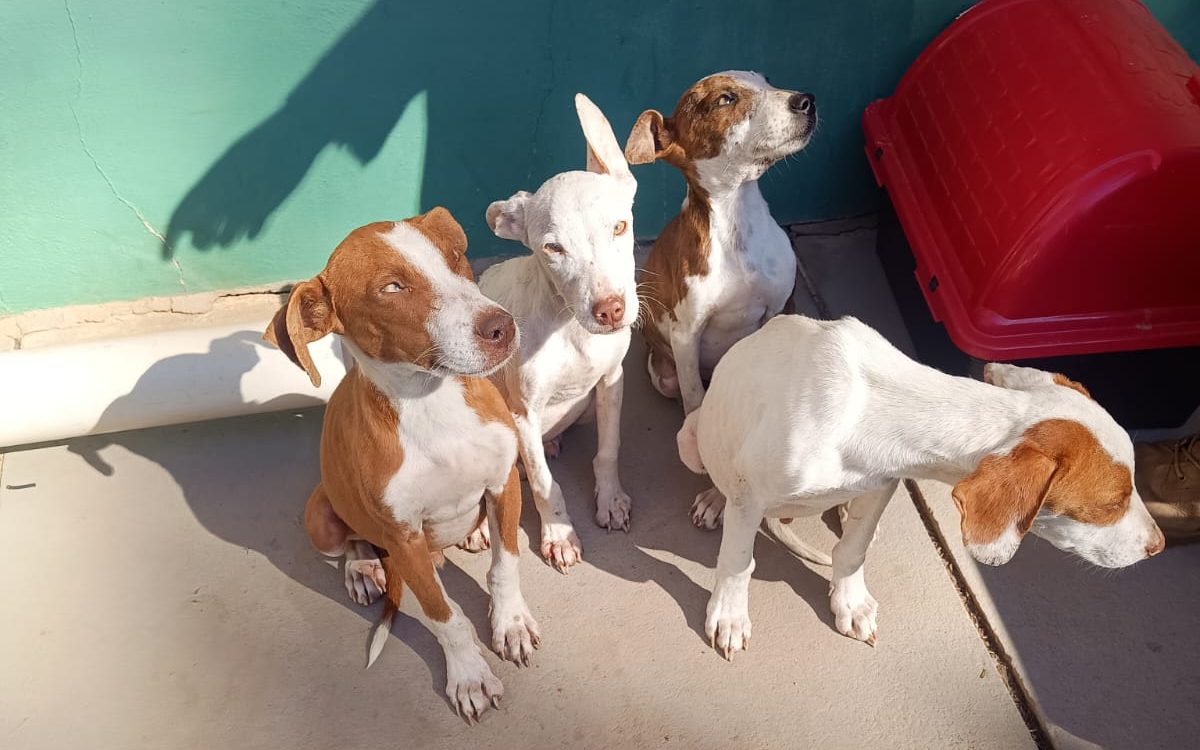 Agosto Caramelo: Valinhos faz “blitz educativa” para incentivar adoção de animais