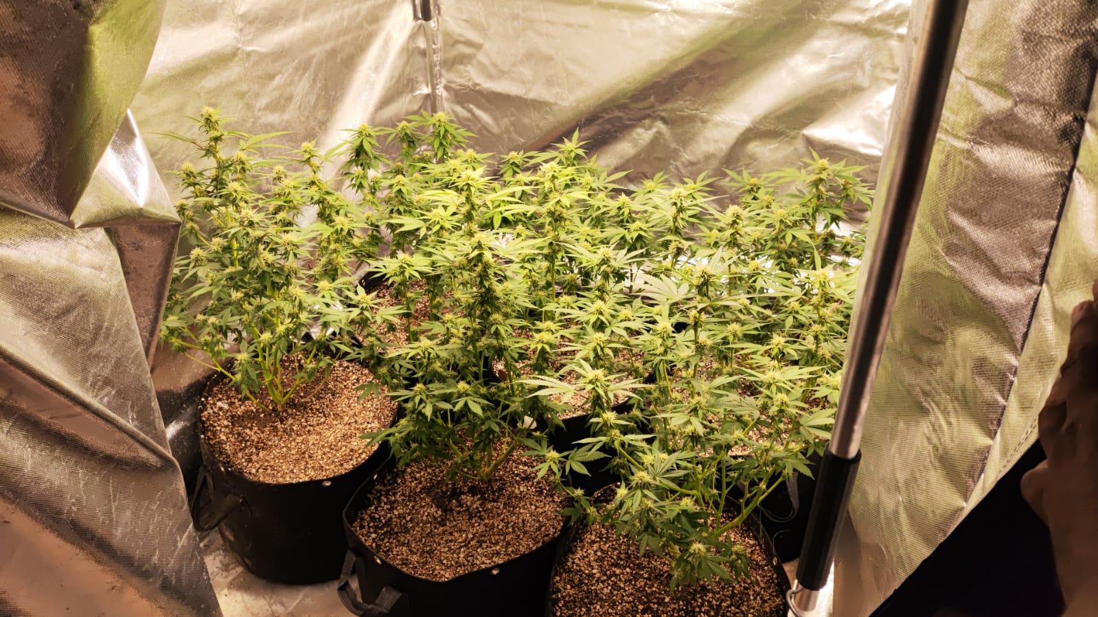 BAEP encontra estufa de maconha em casa no Jardim Esmeraldina, em Campinas