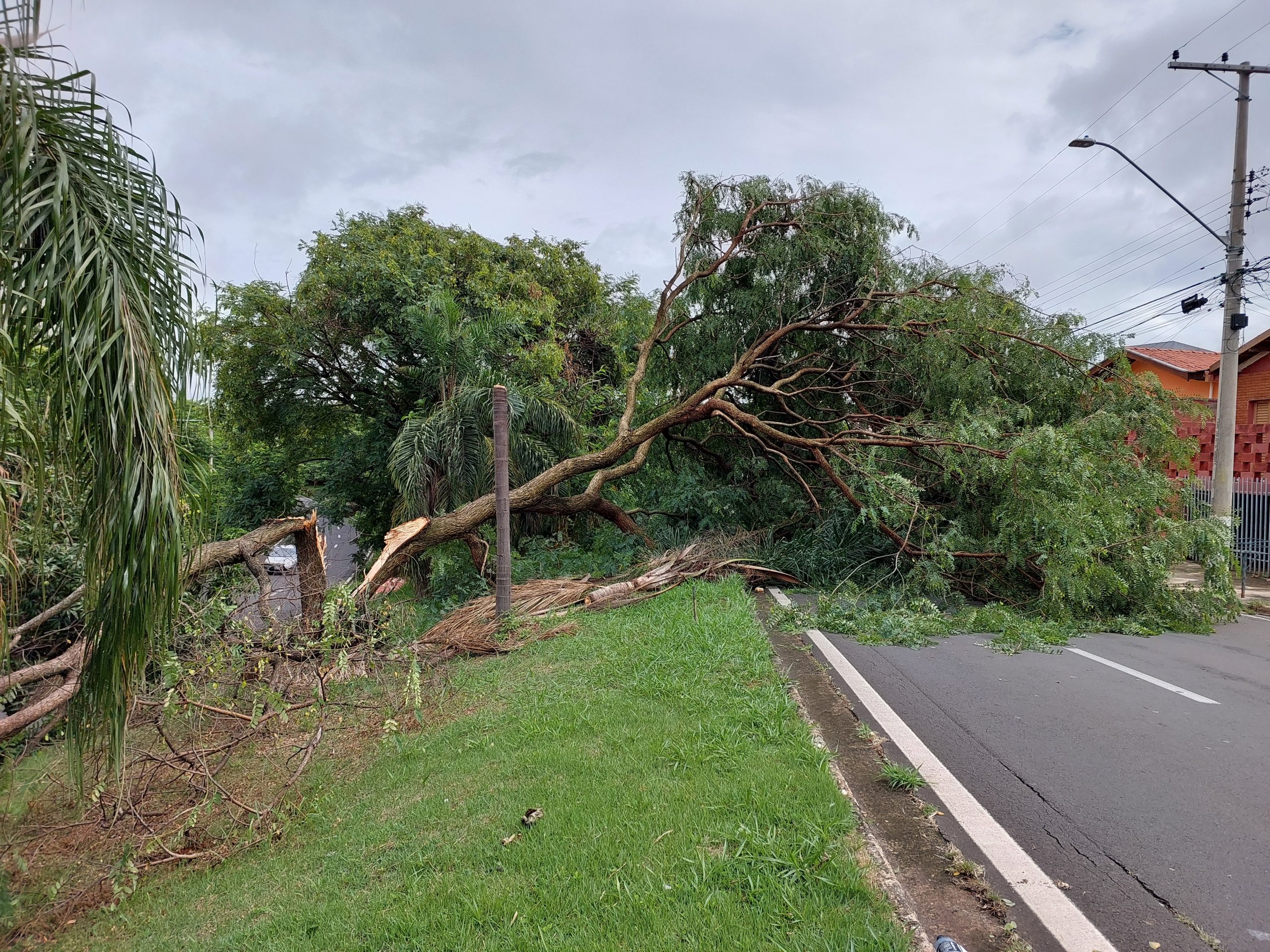 Temporal causa quedas de árvores e alagamentos no primeiro dia do ano