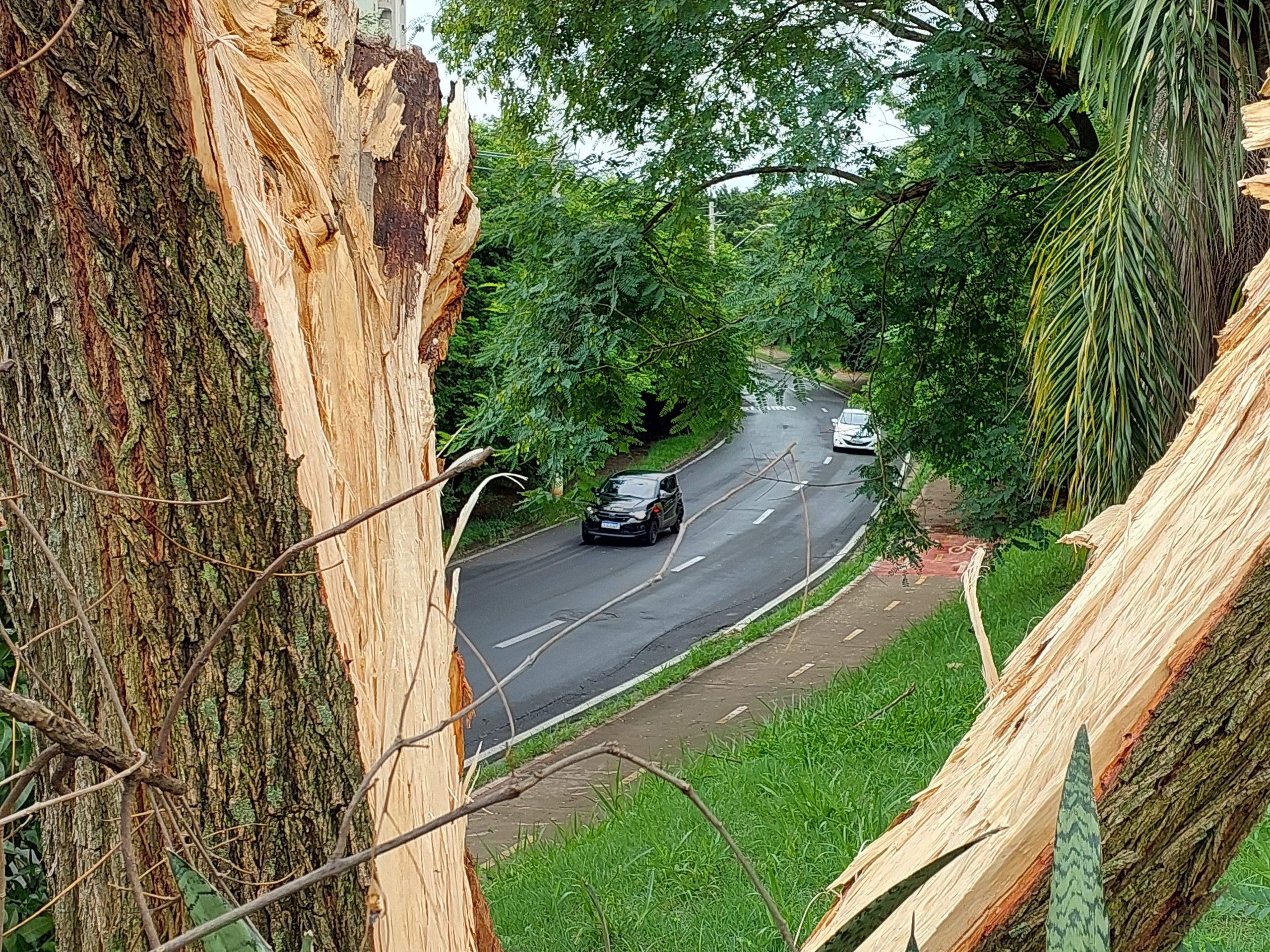 Apesar de ano mais seco, quedas de árvores dobram em Campinas