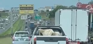 Bode na caçamba de caminhonete é flagrado em rodovia na região de Campinas; vídeo