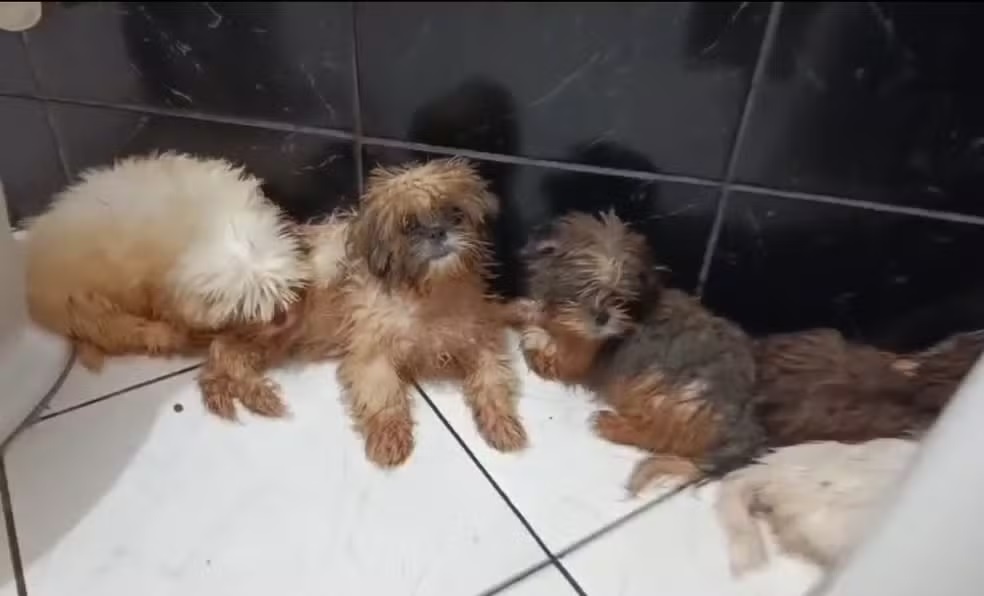 Operação resgata mais de 50 animais em canil clandestino