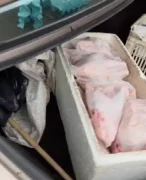 Duas toneladas de carne são descartadas em abate clandestino fechado em Hortolândia