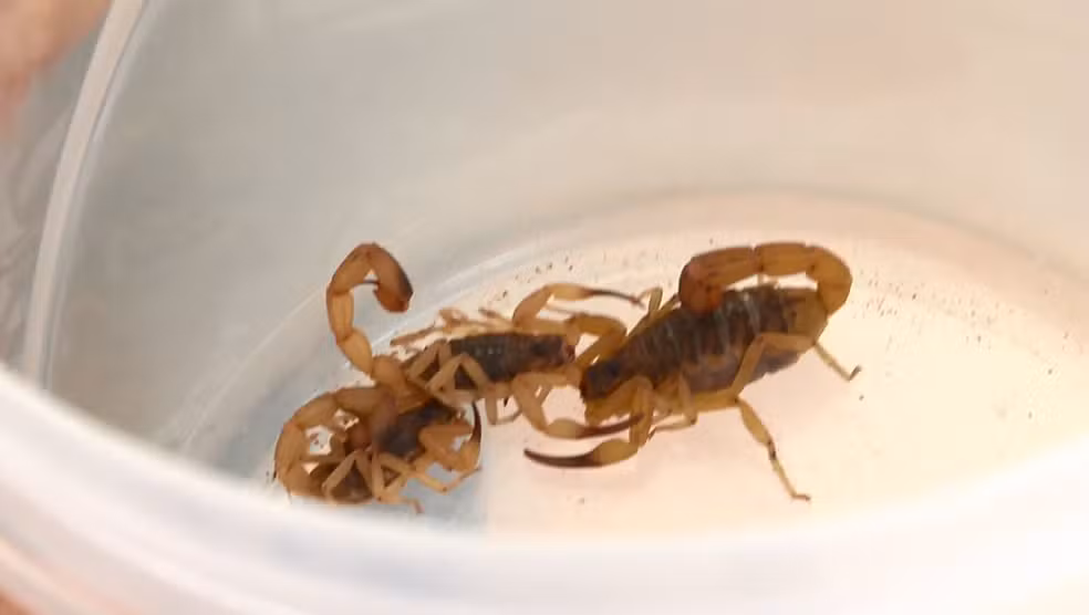 escorpiões