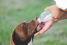 Cuidados essenciais para a saúde dos pets no verão