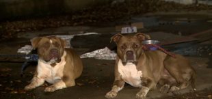 Pitbulls aparecem soltos no Taquaral; responsável  informou que animais escaparam  