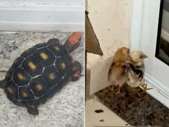 Pintinhos e jabuti são resgatados após serem deixados na sacada de apartamento em Americana