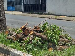 Emdec faz operação “pare e siga” para substituição de árvores em Barão Geraldo